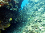 Manchones Reef IMG 3094